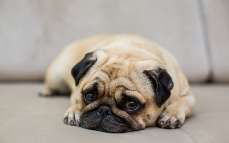 CORES DO COCÔ E SIGNIFICADO EM CÃES