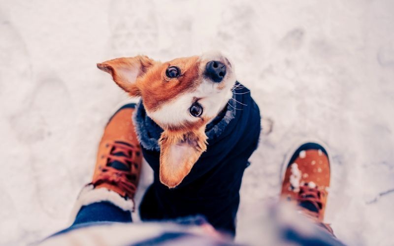 Farmina Pet Foods - Genius Tipps - Wie Sie Ihren Hund gesund durch den  Winter bringen