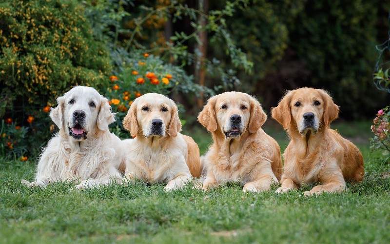 ¿Qué influye en el color del pelo de tu perro?