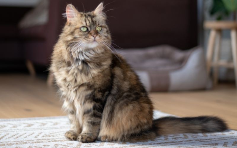 5 conseils pour lutter contre les boules de poils du chat – Franklin
