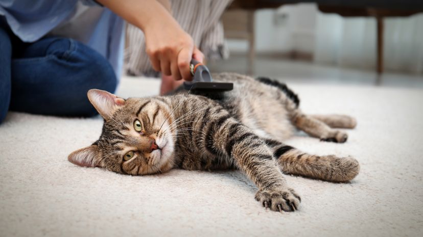 Brosse souple entretien pelage chat chien lustrage élimine poils morts