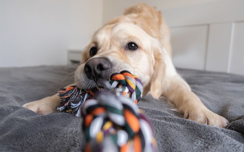 fun and engaging activities to do with your dog